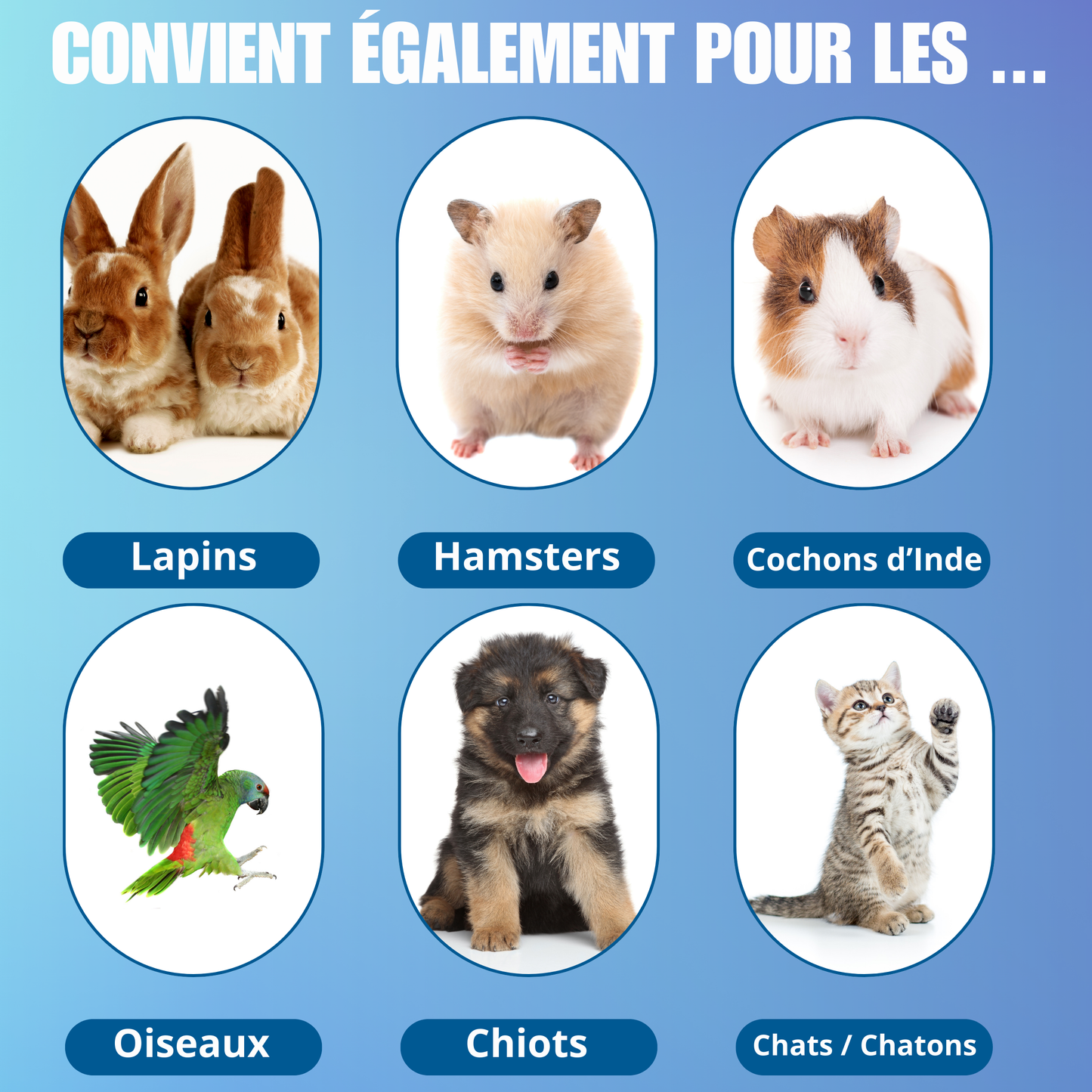 Coupe griffe chat : fini les griffes abîmées ou douloureuses