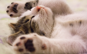 Coupe Griffe pour Chat : Suivez 7 étapes simples et efficaces